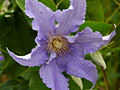 Clematis Fryderyk Chopin IMG_4416_1 Powojnik